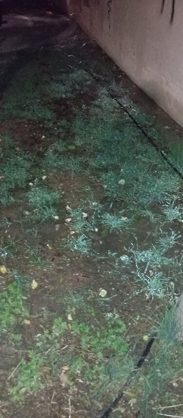 πότισμα-πάρκο