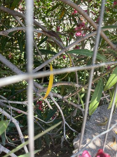 Πανάνειο Δέντρα