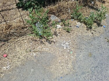 Τρεις Βαγιές