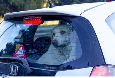 σκυλάκι πικέρμι