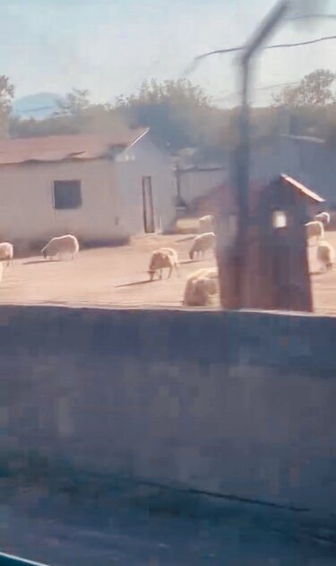 Σήριαλ… τα ζώα στα «Ακόλλητα»: από τη φύλαξη στο στρατόπεδο στον …εκπλειστηριασμό, έμειναν με τη δικαστική απόφαση στο χέρι