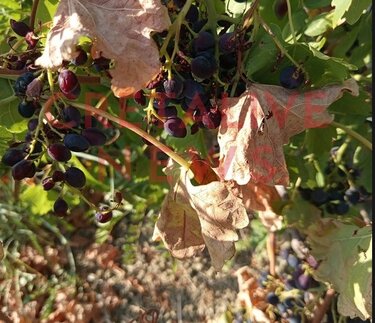 Αμπέλια, Ζημιές, Καύσωνας