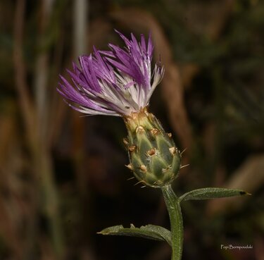 Centaurea diluta subsp. diluta 