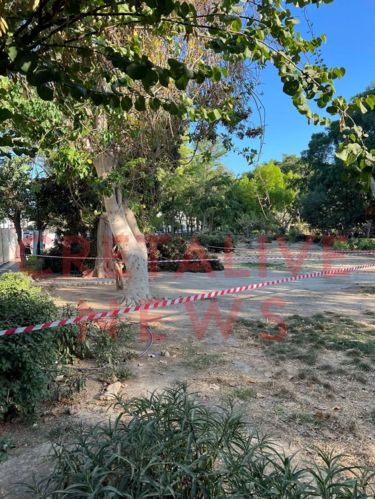 Πάρκο Γεωργιάδη, Δέντρο