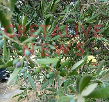 Ελιές, Ζημιές