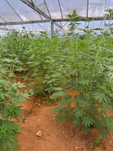 Κάνναβη θερμοκήπιο
