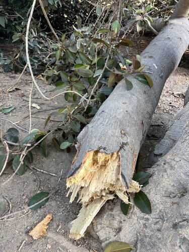 Δέντρο, Πάρκο Γεωργιάδη
