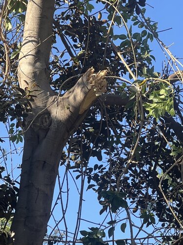 Δέντρο, Πάρκο Γεωργιάδη