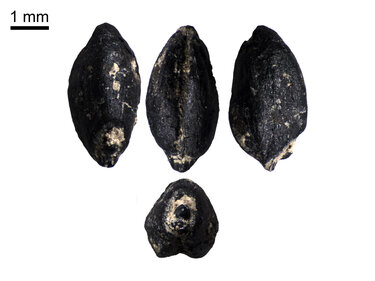 Μακρύγυαλος Πιερίας