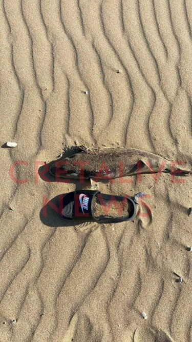 Λαγόψαρο, Καρτερός