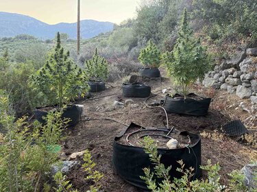 δενδρύλλια κάνναβης θερμοκήπια