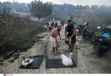 διάσωση ζώων