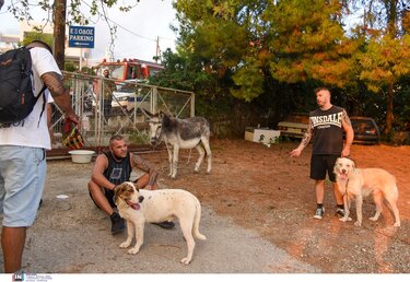 διάσωση ζώων