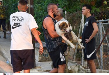 διάσωση ζώων