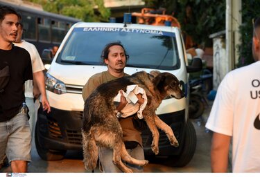 διάσωση ζώων