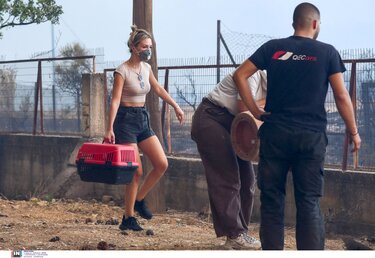 διάσωση ζώων