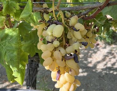 Αμπέλια, Ζημιές