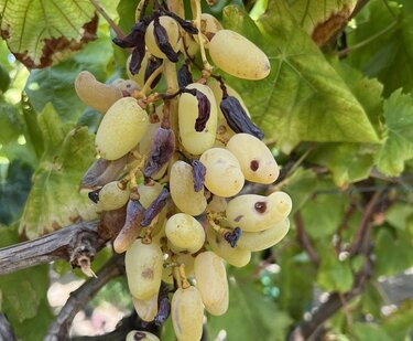 Αμπέλια, Ζημιές