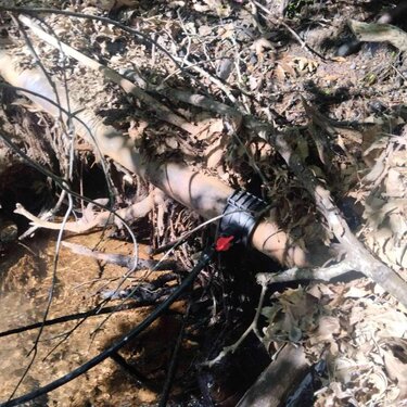 Δενδρύλλια χασίς, Ρέθυμνο