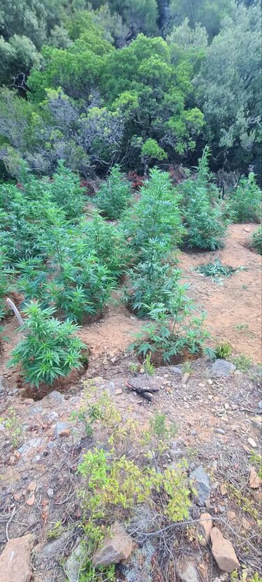 Δενδρύλλια χασίς, Ρέθυμνο