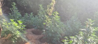 Δενδρύλλια χασίς, Ρέθυμνο