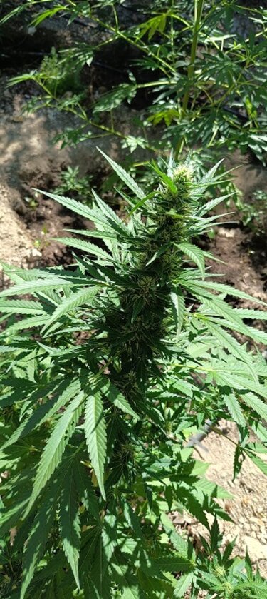 Δενδρύλλια χασίς, Ρέθυμνο