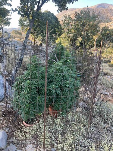 Χασισοφυτεία Μυλοπόταμος