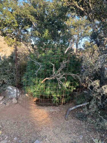 Χασισοφυτεία Μυλοπόταμος