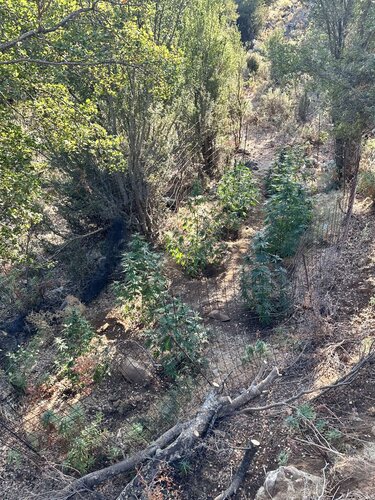 Χασισοφυτεία Μυλοπόταμος