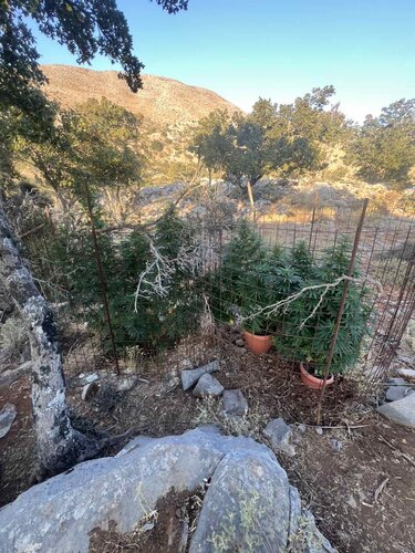 Χασισοφυτεία Μυλοπόταμος