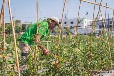  Metaxa Hospitality Group