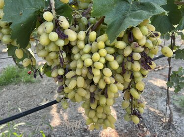 Αμπέλια, Καύσωνας