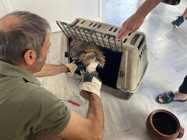 γυπας-ανιμα-οροπεδιο