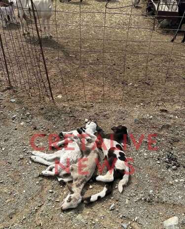 Νεογέννητα αρνιά, Στάβλος