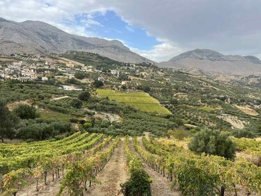 Ελιές, Ασίτες