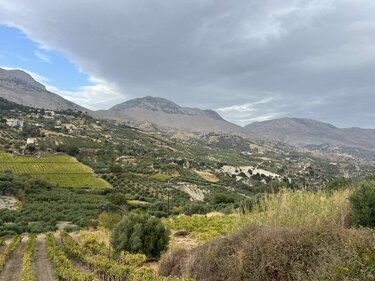 Ελιές, Ασίτες