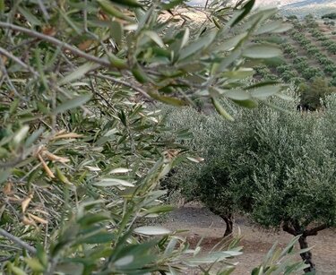 Ελιές με νερό