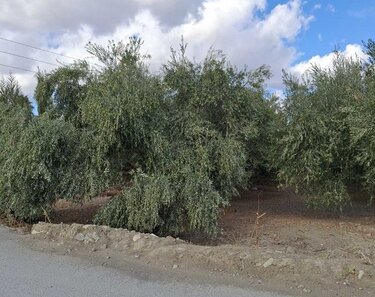 Ελιές χωρίς νερό
