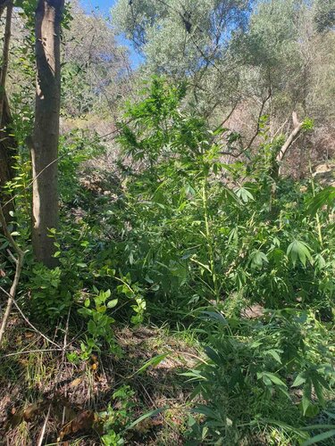 Φυτεία, Πλατανιάς