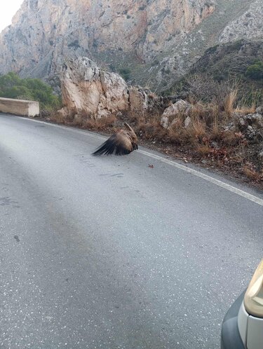 Γυπας-τοπολια