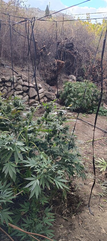 Κάνναβη, Αμάρι