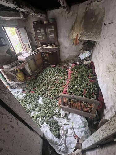 Κάνναβη, Αμάρι