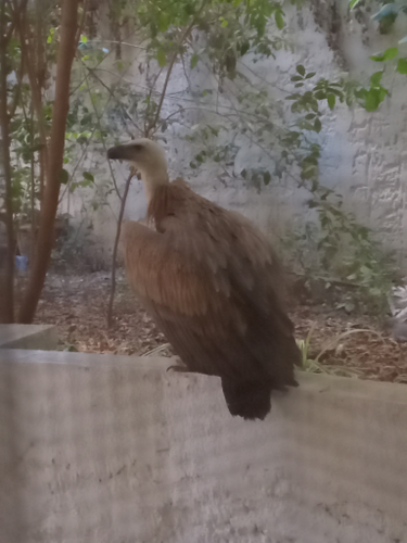 Ορνεο Πολυκατοικία Ηρακλειο