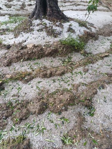 Ράβδισε τα λιόφυτα το χαλάζι στους πρόποδες των Αστερουσίων!