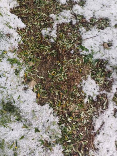 Ράβδισε τα λιόφυτα το χαλάζι στους πρόποδες των Αστερουσίων!