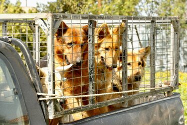 Ξεκίνησε η μεγάλη δράση στειρώσεων και ταυτοποίησης