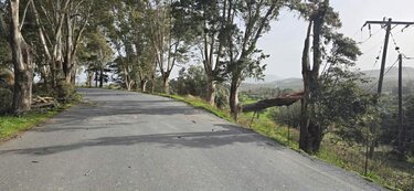 Δέντρο Μονή επανωσήφη