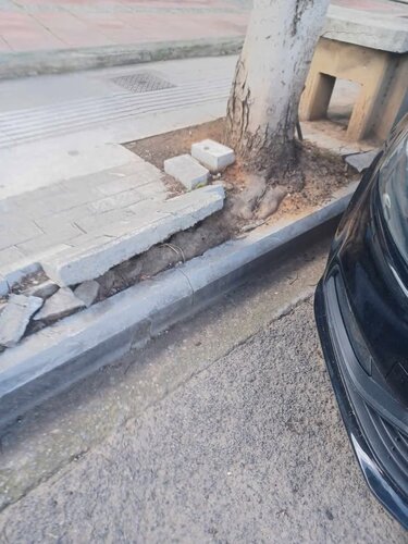 ριζες-δεντρο-πεζοδρομιο