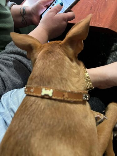 Χανιώπορτα κουταβάκι