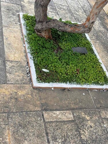 βανδαλισμός-μητρόπολη